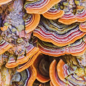 Turkey Tail Extract Capsules x 60 (Trametes versicolor)