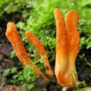 Cordyceps Mushroom Capsules x 60 (Cordyceps Militaris)