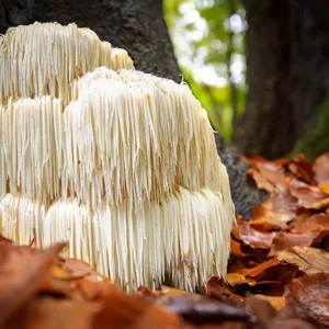Lions Mane Extract Capsules x 60 (Hericium erinaceus)