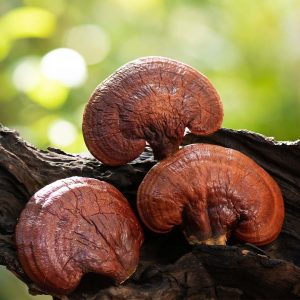 Reishi Extract Capsules x 60 (Ganoderma lucidum)